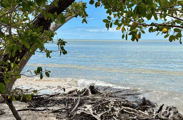 10,000 Islands Beach Eco-Tour