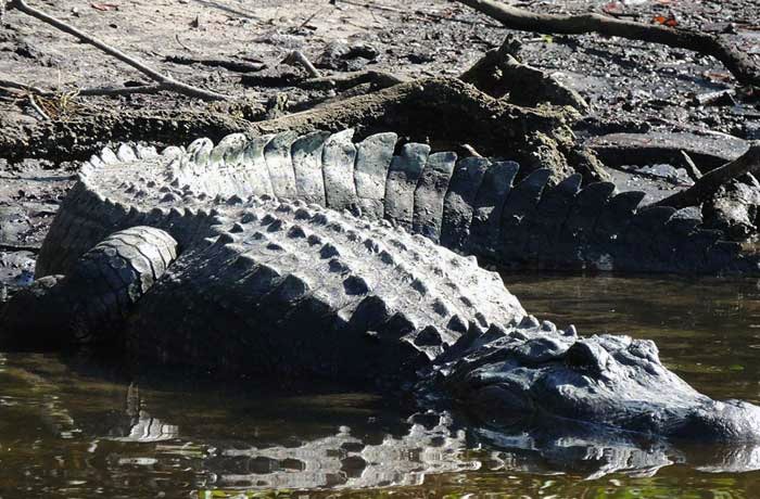 Alligator boat tour near Marco Island