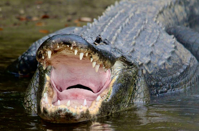 Alligator in the Everglades with mouth open