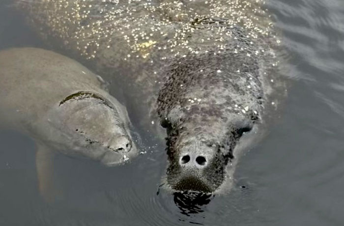 Baby manatee with mom