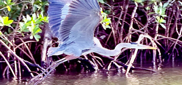 Southwest Florida Waterfowl