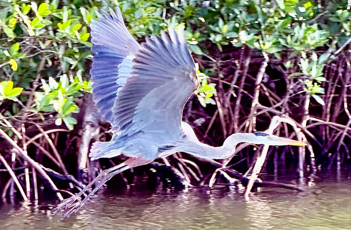 Southwest Florida Waterfowl