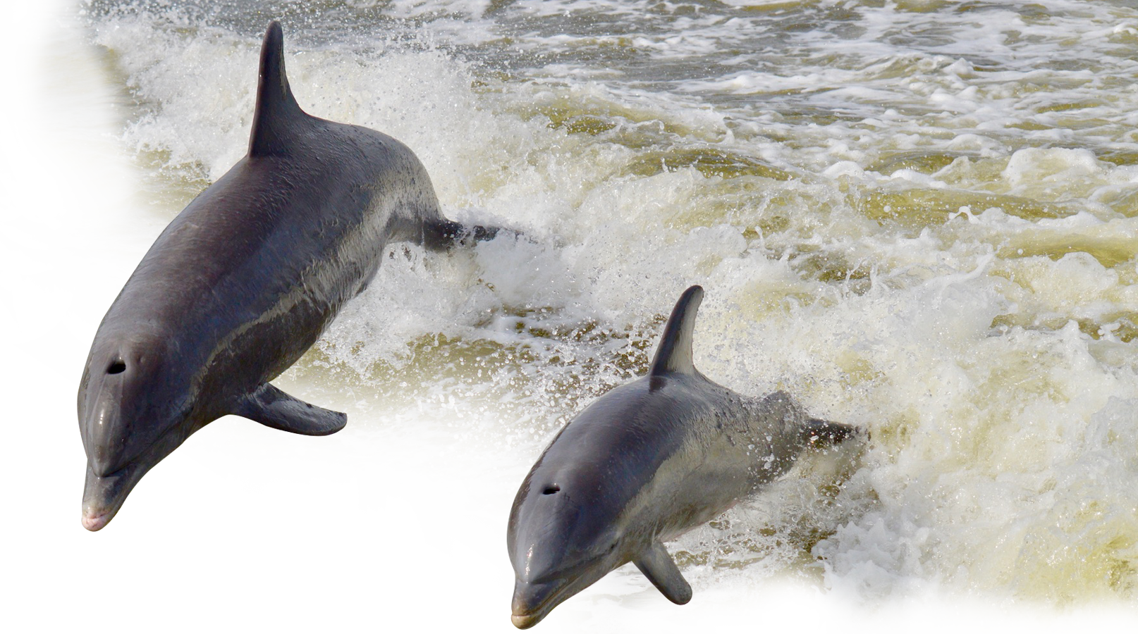 dolphin cruises naples fl