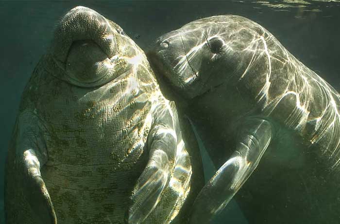 Manatee boat tour, Naples, FL