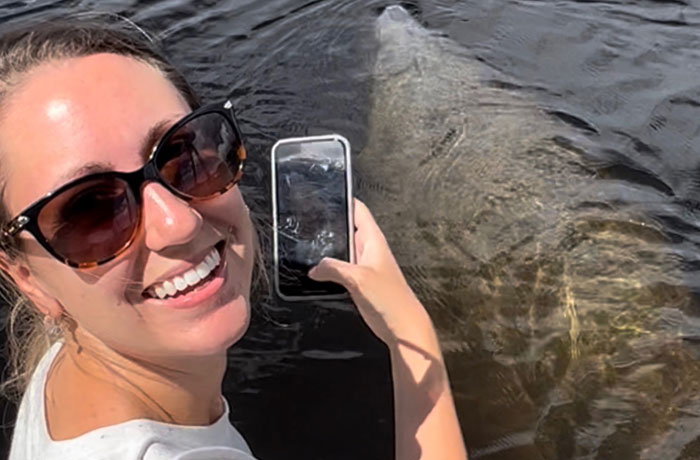manatee sightseeing close up