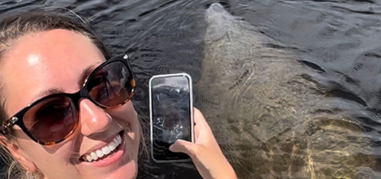 manatee sightseeing close up
