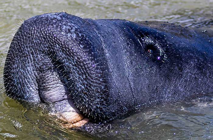 Manatee viewing southwest florida