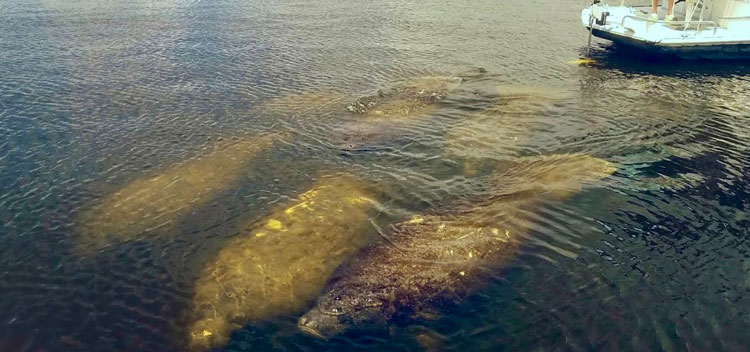 Manatees near tour boat