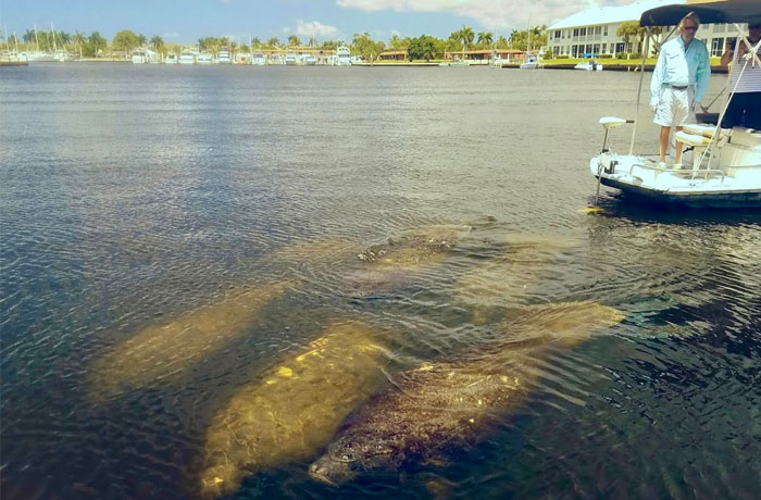Manatees near tour boat