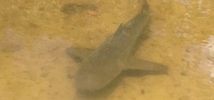 Bull shark in the water