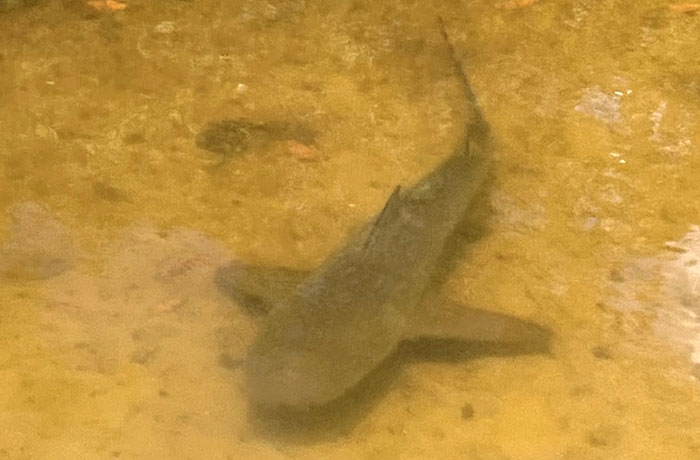 Bull shark in the water